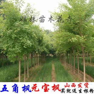 元宝枫苗五角枫苗五角枫杯苗元宝枫杯苗山西五角枫树苗元宝枫树苗