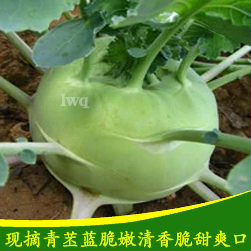 苤蓝疙瘩新鲜青苤蓝甜脆爽口