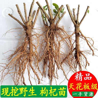 现挖枸杞苗食用保健蔬菜盆栽地栽易活南北方四季种植红枸杞盆景苗