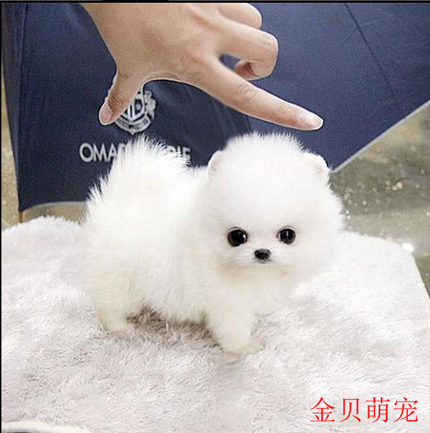 纯种博美幼犬活体 茶杯犬俊介长不大小型犬可爱宠物狗狗