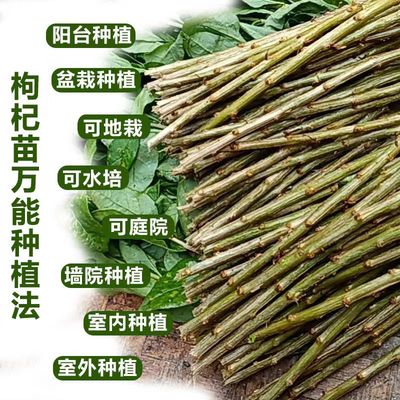 枸杞菜苗可食用盆栽可吃枸杞叶新鲜食用枸杞树苗耐寒老桩枸杞子