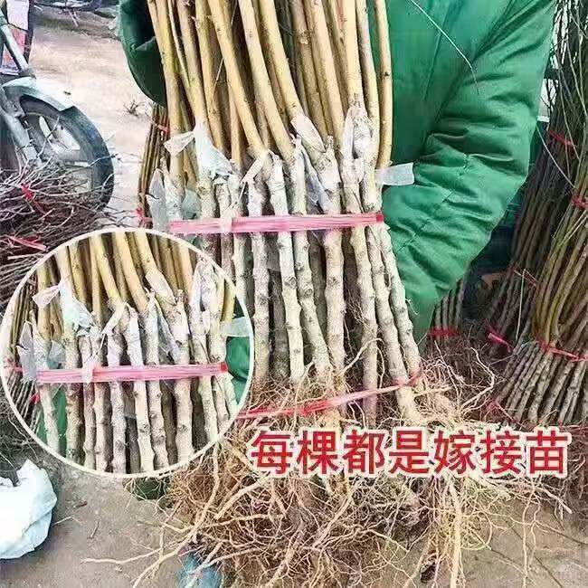 新品黄桃树苗正宗嫁接桃子树苗盆栽地栽南北方种植结果爆甜桃苗