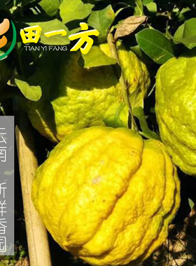 云南高山香缘大果新鲜香橼果高山食用水果农家自种现摘闻香摆放
