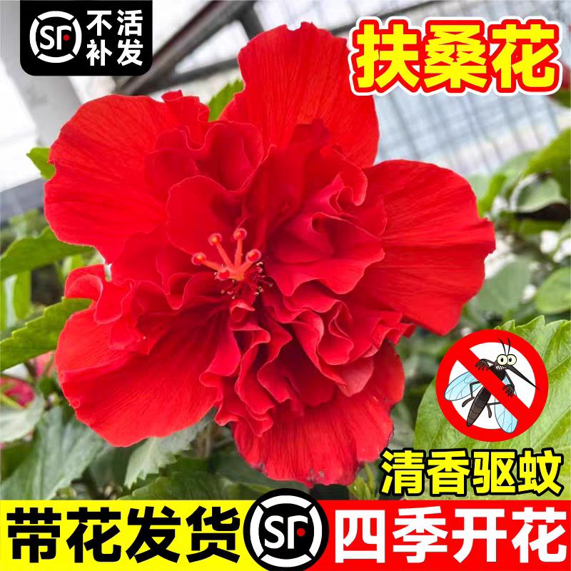 扶桑花卉带花苞丹麦木槿花苗芙蓉牡丹朱瑾花阳台多季开花植物盆栽