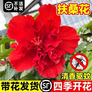 扶桑花卉带花苞丹麦木槿花苗芙蓉牡丹朱瑾花阳台多季开花植物盆栽