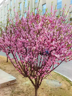 重瓣榆叶梅树苗丛生花树耐寒盆栽花卉阳台地栽庭院梅花树苗绿化苗