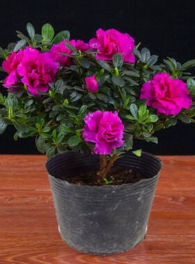 稀有紫色杜鹃花苗带花苞盆栽西德一号室内客厅原盆原土发货花卉