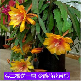 令箭荷花苗带根东北小粉重瓣仙人剑昙花绿植物室内外盆栽进口花卉