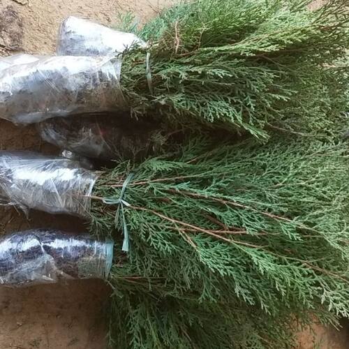 侧柏树苗扁侧柏树松柏苗侧柏枝柏叶扁柏苗四季长寿树栽山绿化苗木