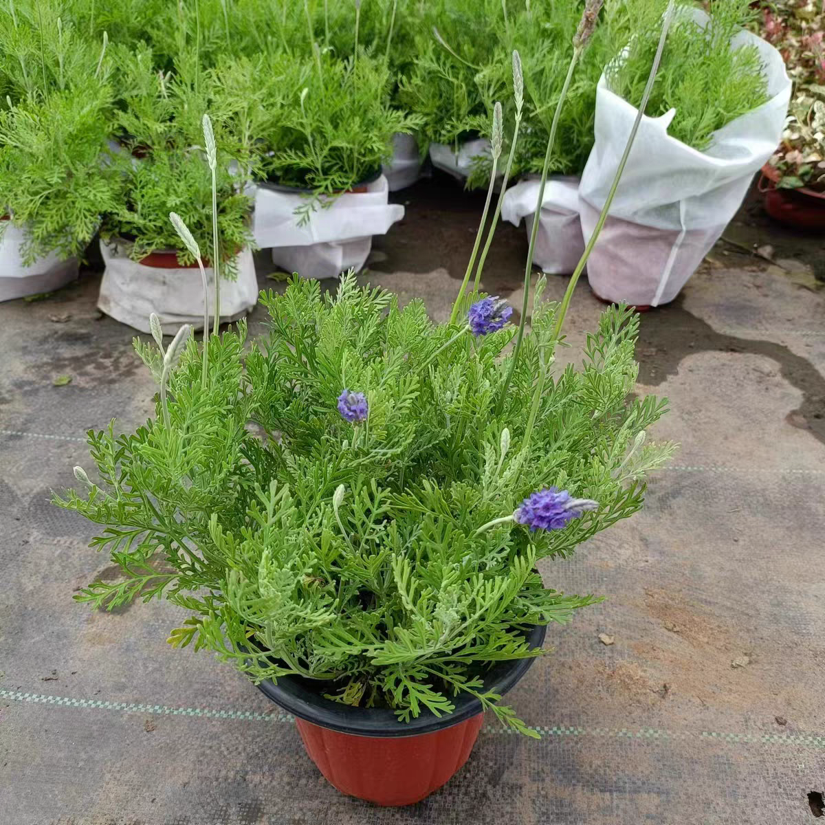 薰衣草盆栽花苗室内阳台绿植花卉带花羽叶薰衣草成品植物净化空气