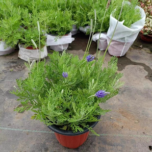 薰衣草盆栽花苗室内阳台绿植花卉带花羽叶薰衣草成品植物净化空气