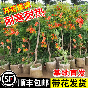 凌霄花爬藤大苗老桩树苗盆栽庭院植物花卉大苗炮仗花紫藤四季种植