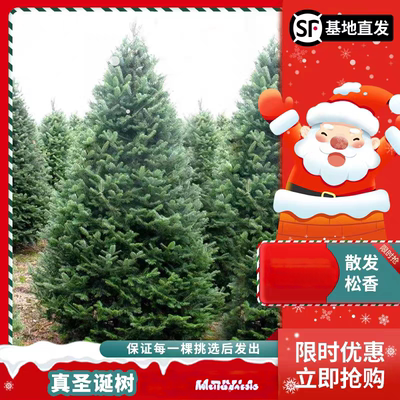 真树活的诺贝松圣诞树