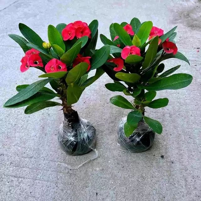 大叶虎刺梅老桩盆栽铁海棠大花红色老桩多季开花室内阳台观赏花卉