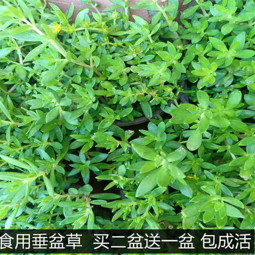 可食用垂盆草盆栽降糖草阳台四季常青吊兰植物耐干耐冻好养包成活 - 封面