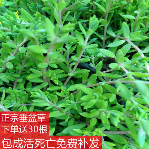 正宗盆栽食用降糖草苗养肝护肝