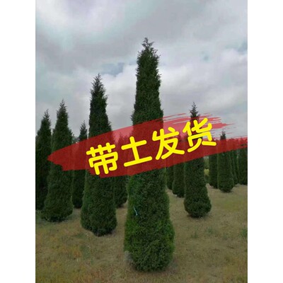 柏树树苗大塔柏扁柏松柏侧柏圆柏松树宝塔松龙柏刺柏蜀桧长青耐寒