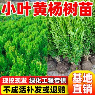小叶黄杨树苗四季常青瓜子黄杨球苗庭院篱笆绿化独杆大叶冬青苗