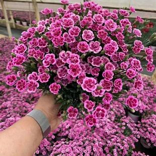 初吻石竹花苗盆栽带花苞庭院耐寒草坪多年生康乃馨花期长包邮