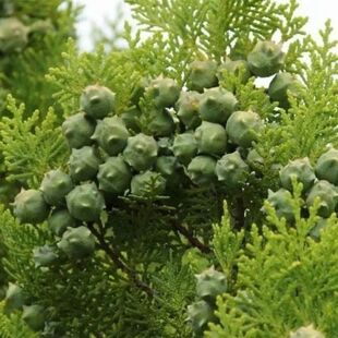 扁柏种子侧柏树种子扁柏种子散装野生好种种子林木籽量大实惠