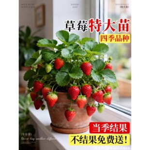 草莓苗盆栽秧苗丹东99新苗秧四季结果奶油红颜优质脱毒种苗大果苗