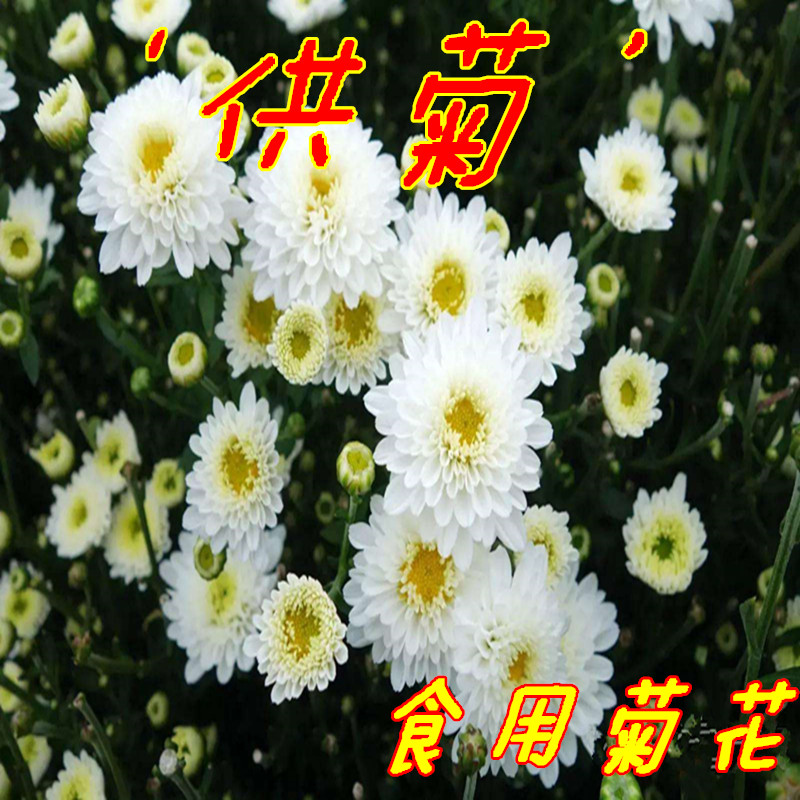 黄山食用菊花大苗庭院阳台盆栽