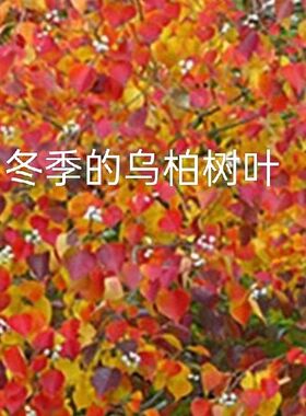 红叶乌桕树苗乌桕小苗庭院别墅绿化植物工程景观绿化苗木菩提树苗