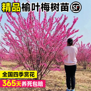 榆叶梅花树苗庭院盆栽地栽老桩花卉四季南方种植开花耐寒梅花树苗