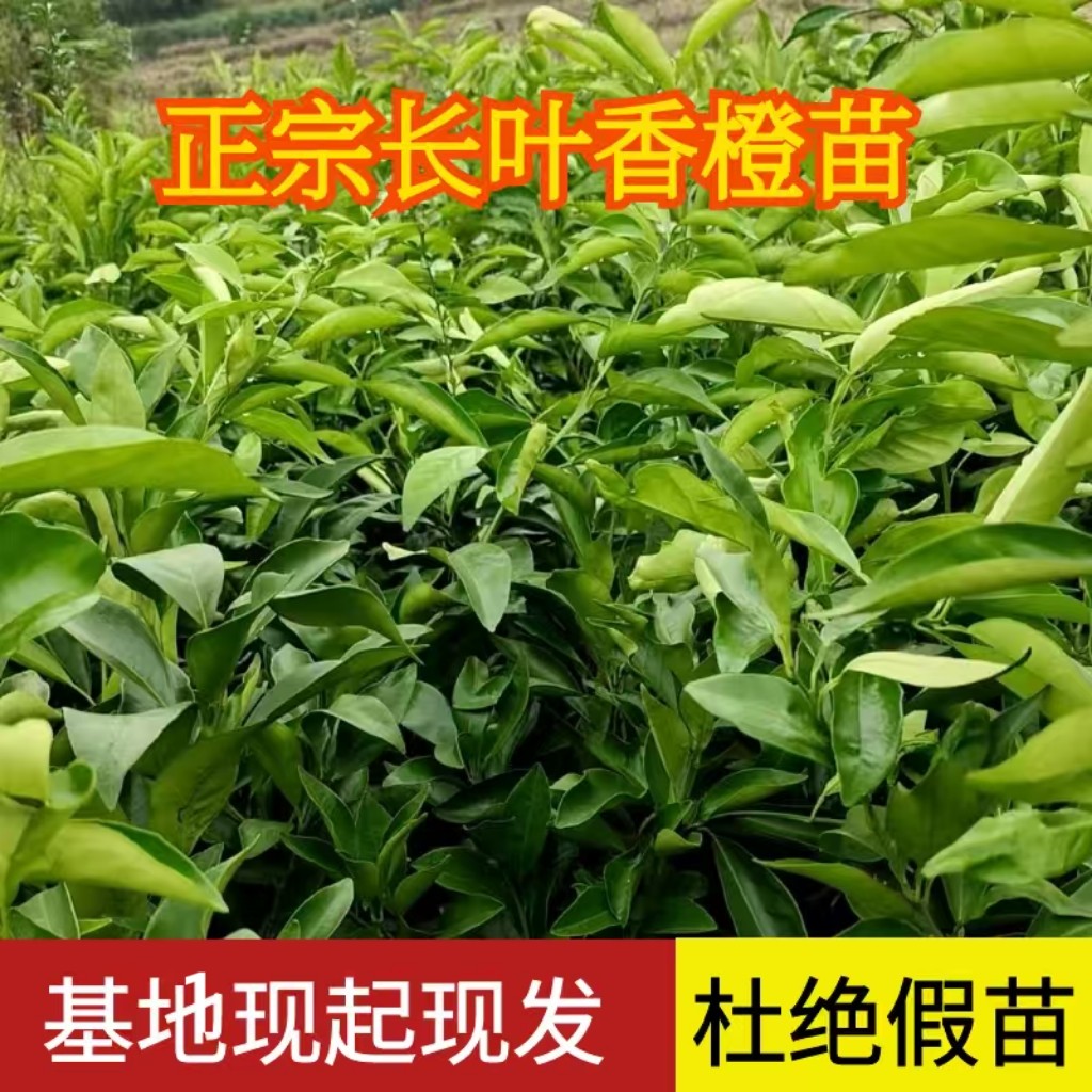 长叶香橙苗6-8个月超长挂果矮化