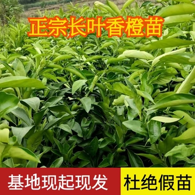长叶香橙苗6-8个月超长挂果矮化
