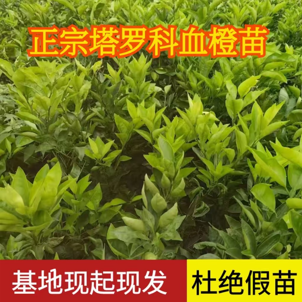 塔罗科血橙果香味浓郁丰产易管理