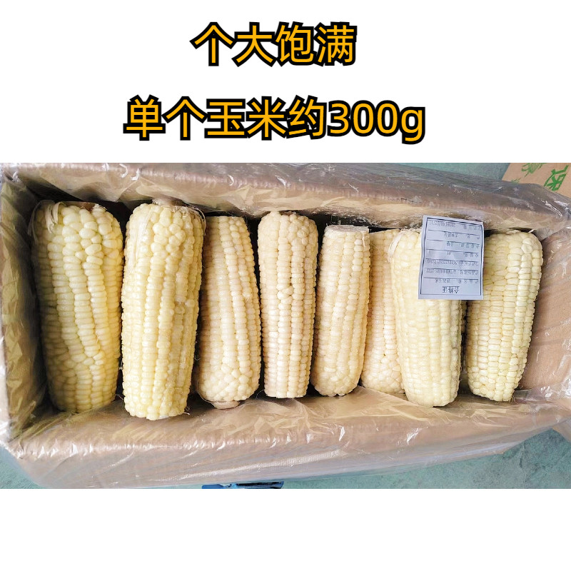 整箱40棒东北速冻粘糯白糯玉米棒16-18cm单棒300克山姆同源