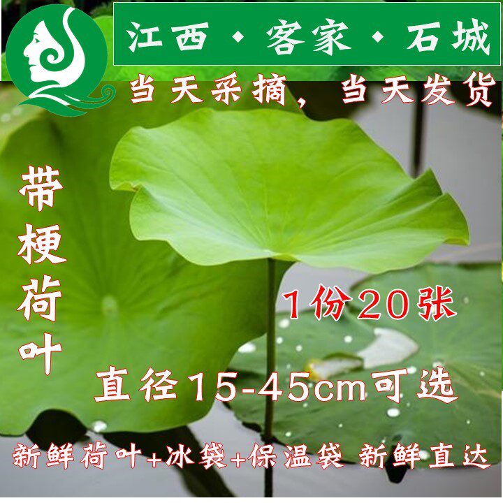 26年新鲜带梗荷叶带杆莲叶自家莲田现摘带梗荷叶莲叶20张包邮