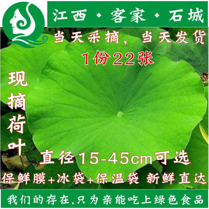 26年新鲜莲叶荷叶茶农家现摘整张新鲜荷叶鸡荷叶饭料理农产品22张