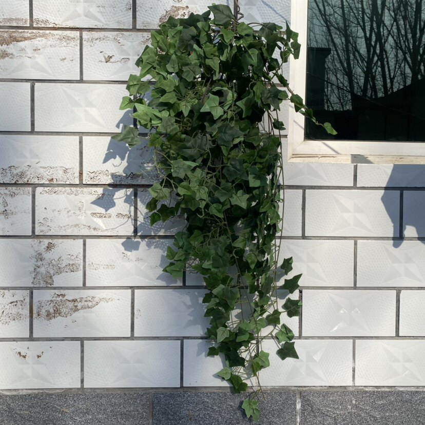 爬山虎藤蔓绿植藤条绿叶