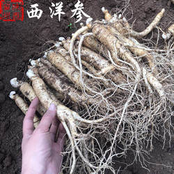 新鲜西洋参留坝西洋参泡酒煲汤新鲜货汉中特产滋补新鲜西洋参包邮