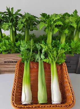 仿真蔬菜芹菜模型装饰用品道具