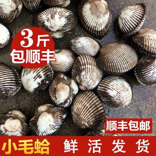 海鲜特产毛嘎拉本地野生鲜活毛蛤蜊血蛤小赤贝海鲜水产毛钳