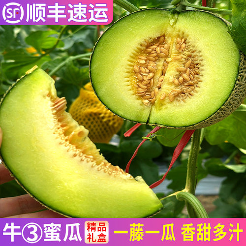 正宗精品牛3蜜瓜！软糯香甜！