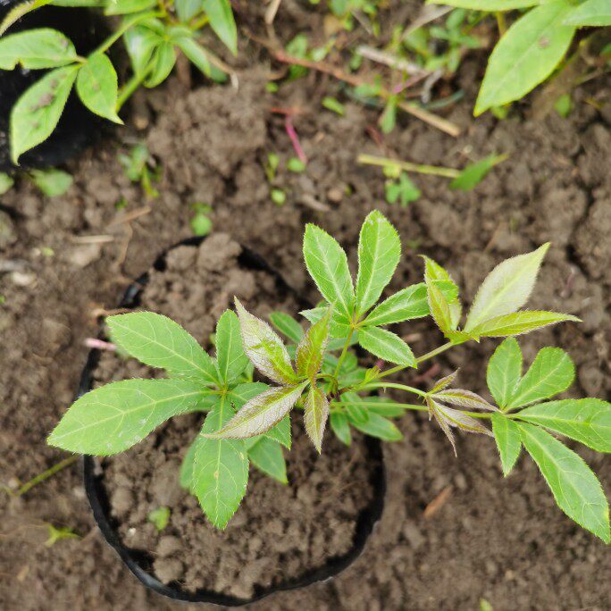 刺五加苗刺五夹皮药用刺五加皮树苗五加菜盆栽绿植容易成活包活