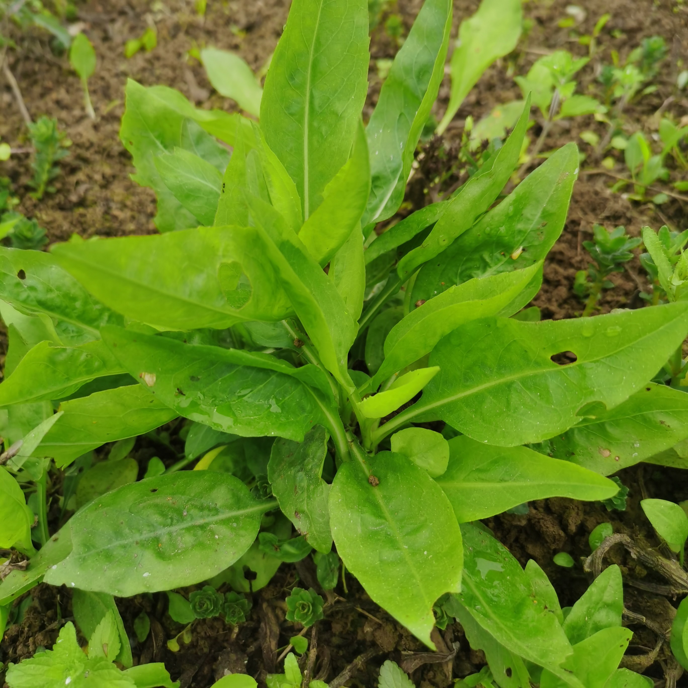 贵州新鲜钻叶紫宛柳叶菜土柴胡面条菜野空心苦麻菜山莴笋现采妹尖