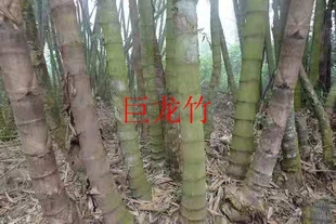 大型巨龙竹竹子苗楠竹苗竹笋苗巨龙竹竹苗毛竹苗竹鞭庭院户外种植