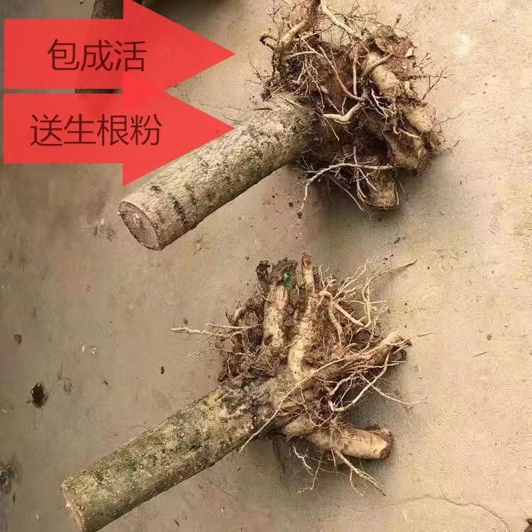 桂花老桩盆栽庭院种植四季开花