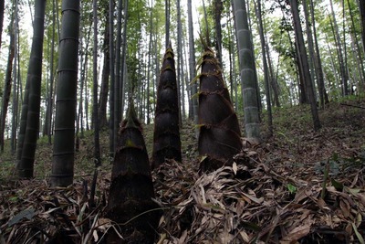 毛竹种苗楠竹南竹子苗种植树苗