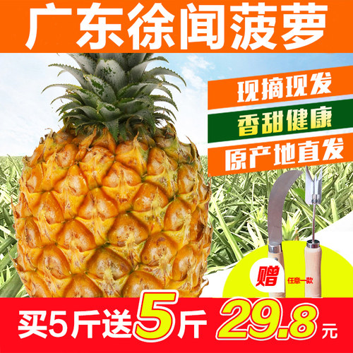 广东徐闻菠萝香甜多汁10斤