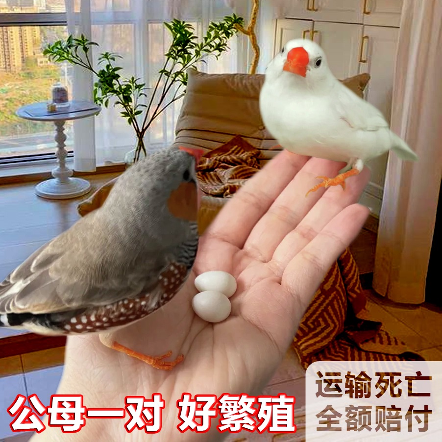 珍珠鸟温柔可爱叫声小