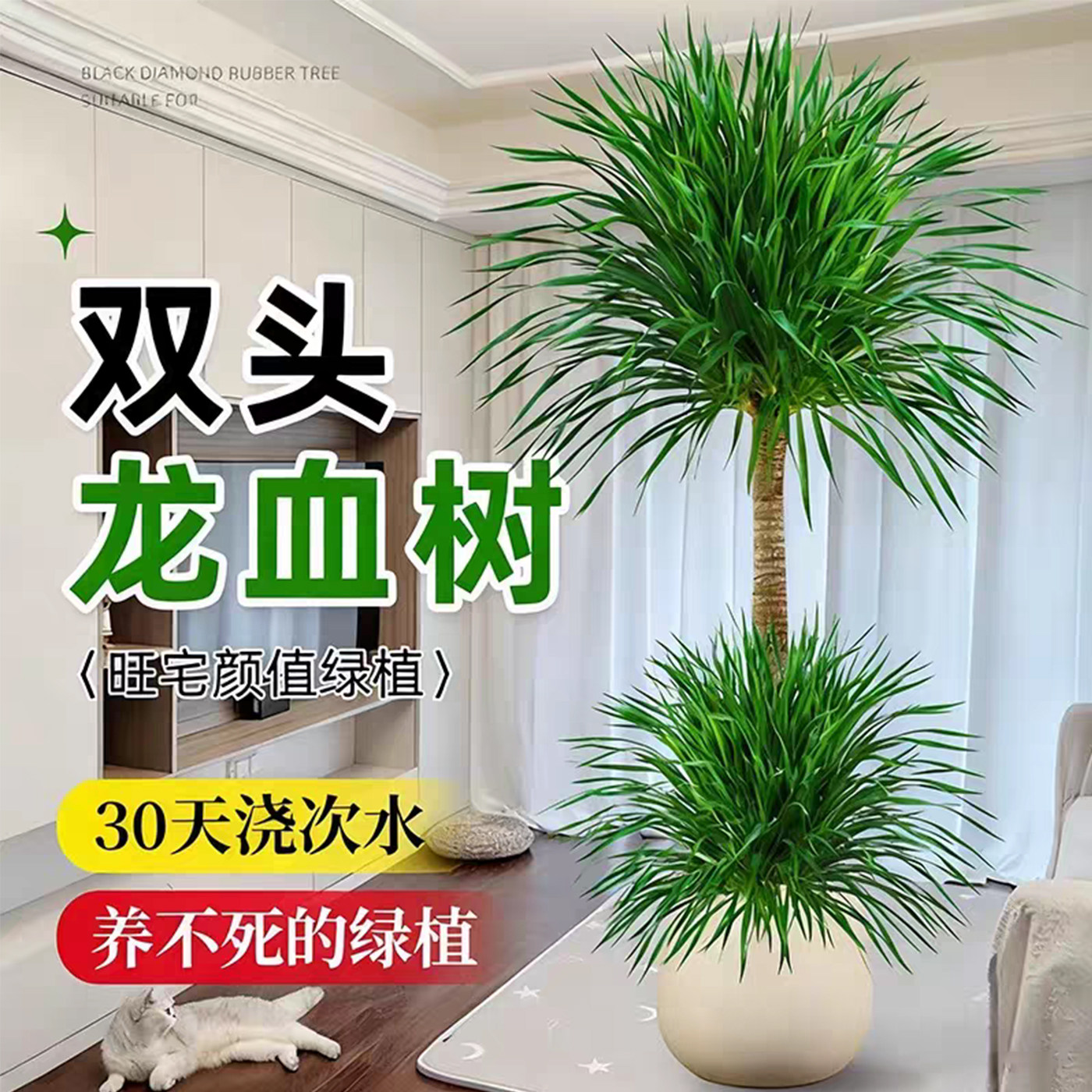 多头双层龙血树大型室内盆栽图片