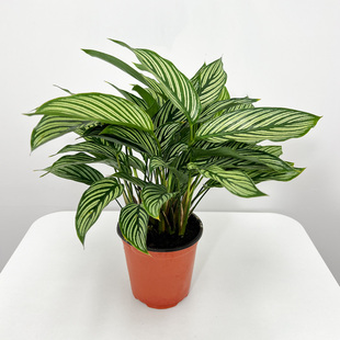 青纹竹芋盆栽苗室内净化空气除甲醛绿植桌面耐摆好养易活网红植物