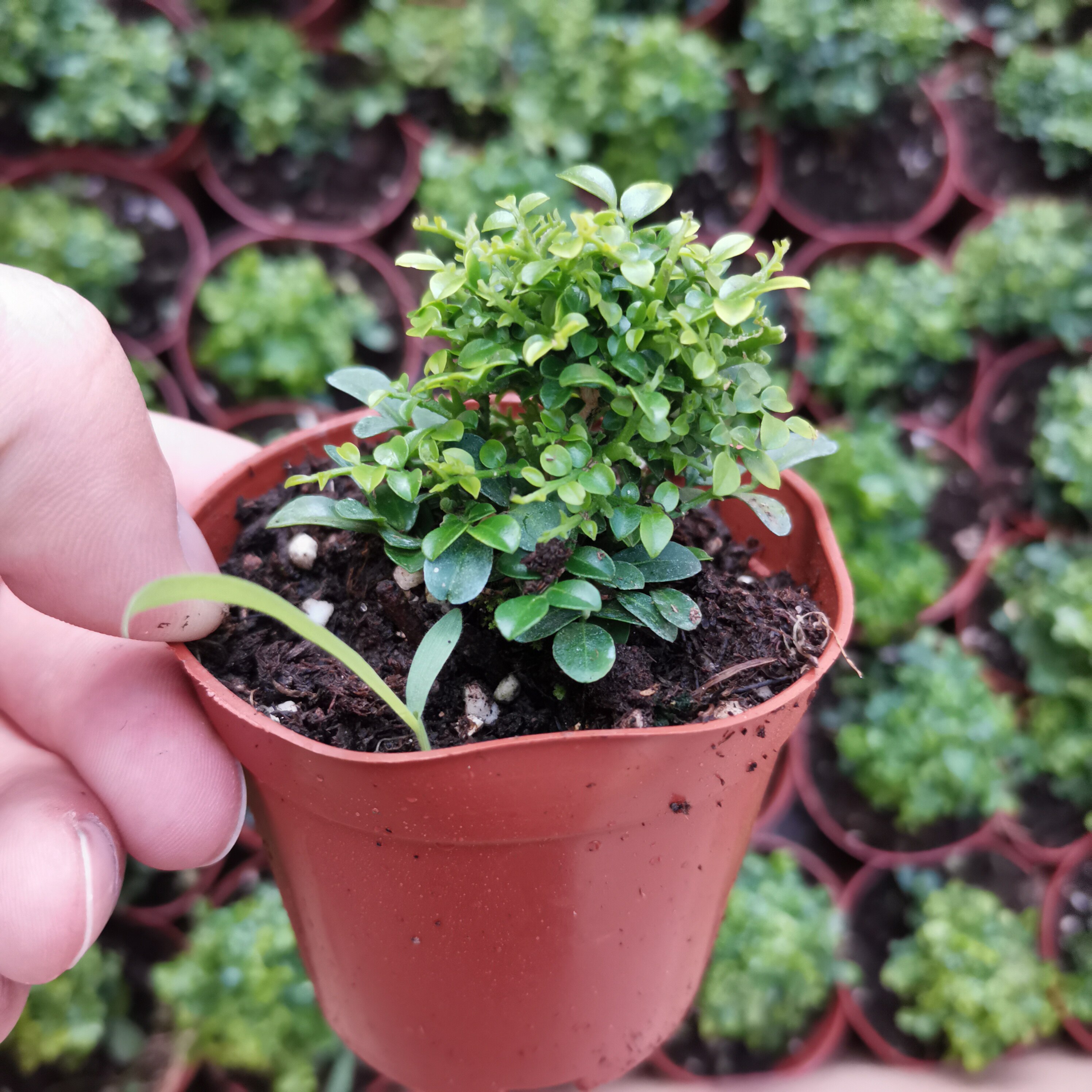 迷你老桩细叶达摩九里香精品绿植盆栽微景观造景配材植物