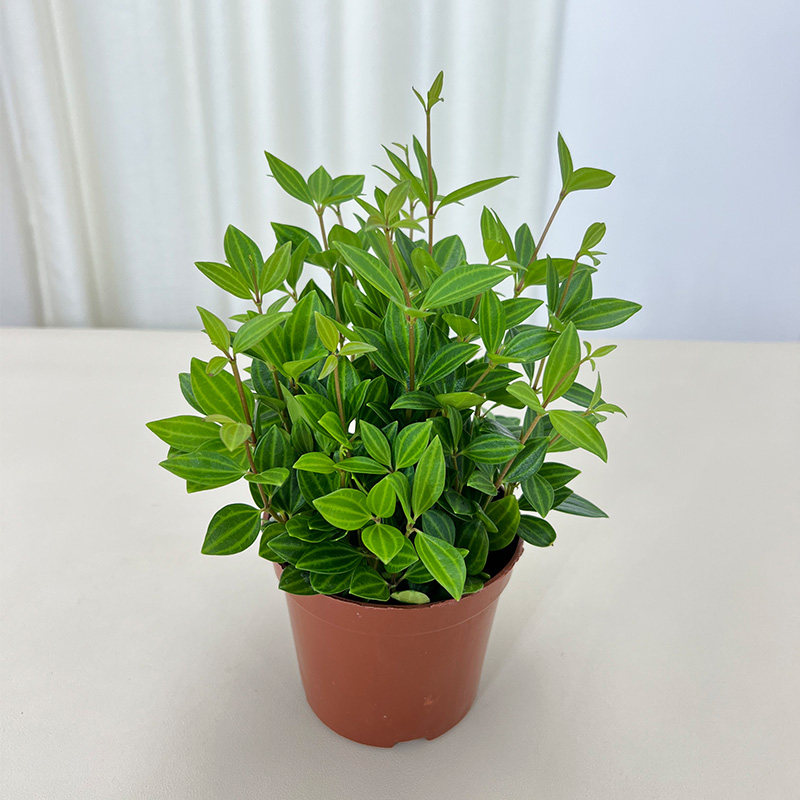 钻石翡翠吊兰盆栽室内垂吊植物四季常青耐阴观叶好养绿植花卉苗木